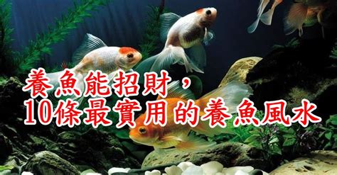 魚擋煞|養魚能招財，10條最實用的養魚風水（你一定要知道）。